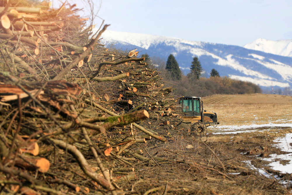 Wood,Stored,And,Ready,For,Biomass,Processing.,In,The,Background