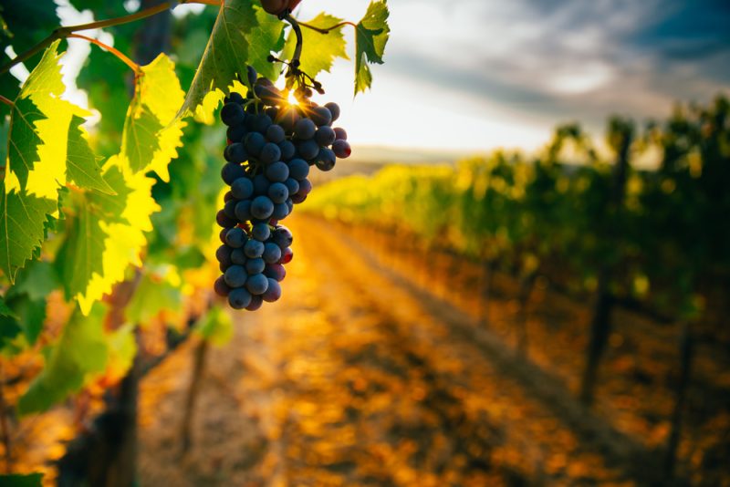 Changement climatique et agriculture : "Nous avons perdu 20 ans pour inverser la tendance"