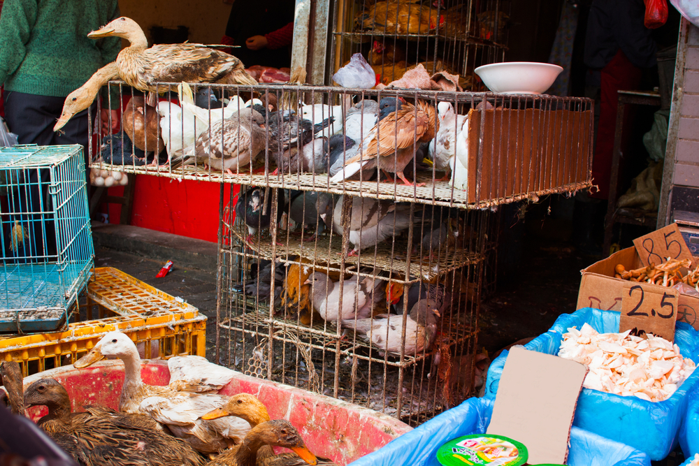 Shanghai,In,China,Street,Poultry,Market,Selling,Live,Birds,Ducks