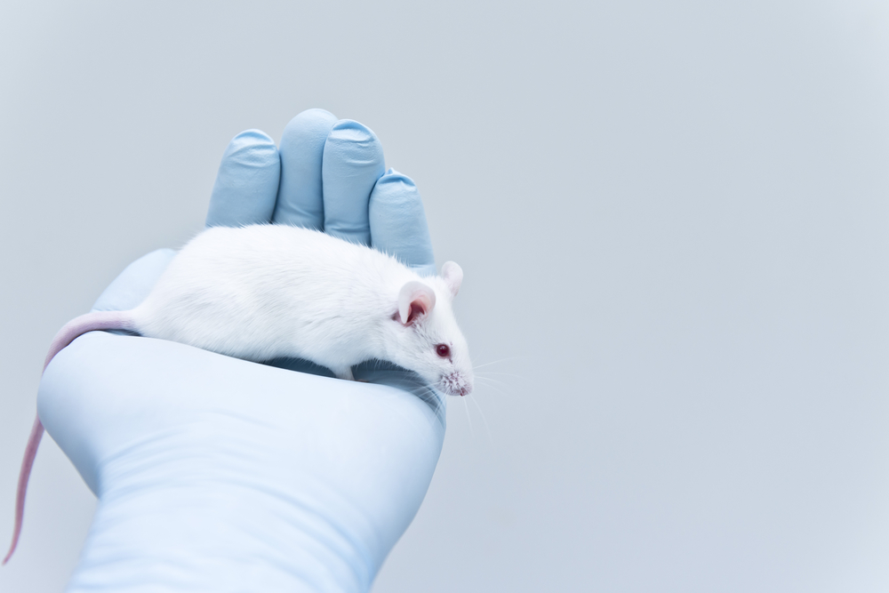 Laboratory,Mouse,On,The,Researcher&rsquo;s,Hand.,Animal,Test