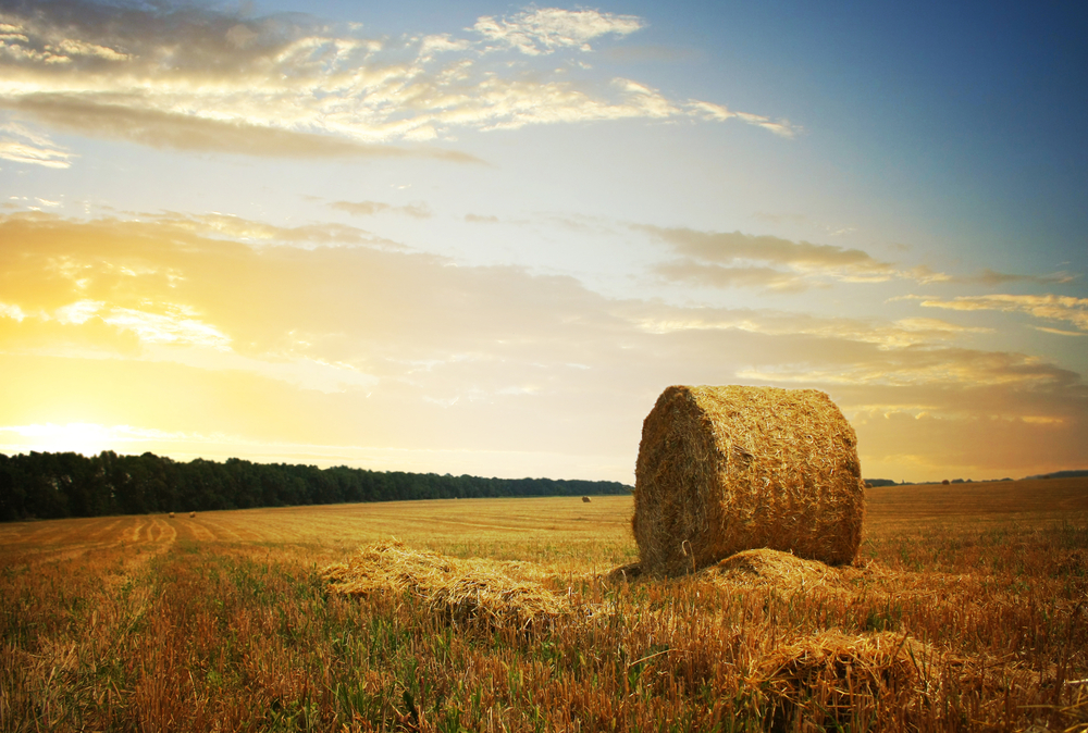 Harvest,Concept