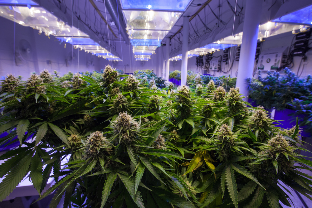 Commercial,Marijuana,Grow,Operation