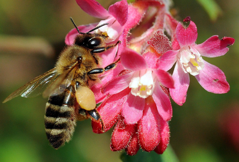 Agriculture : La balle est maintenant dans le camp des Länder allemands concernant la protection de la biodiversité