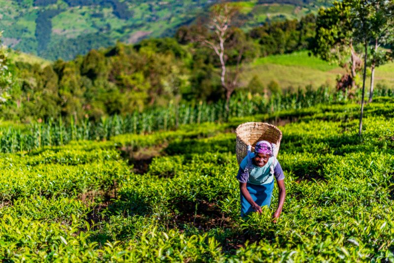 Agriculture biologique : l’UE met l’accent sur les « opportunités » offertes aux agriculteurs africains