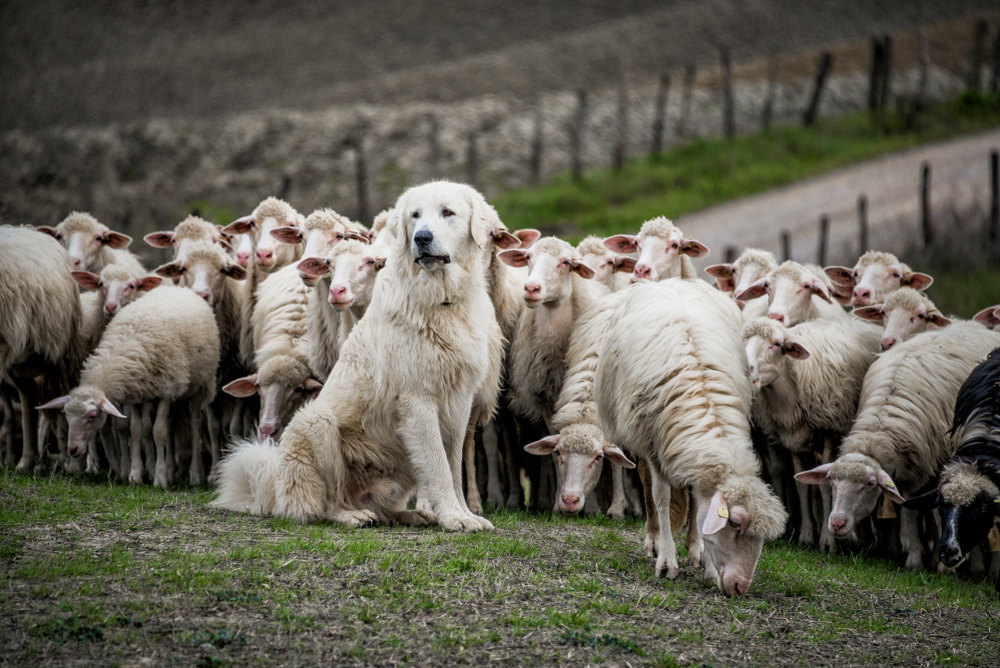 Shepherd,Dog,Guarding,And,Leading,The,Sheep,Flock
