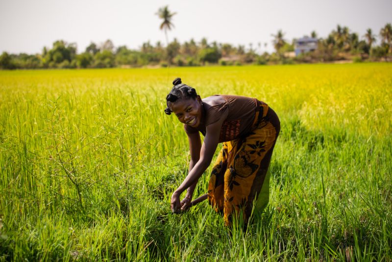 L’impact des décisions de l’UE sur les agriculteurs africains
