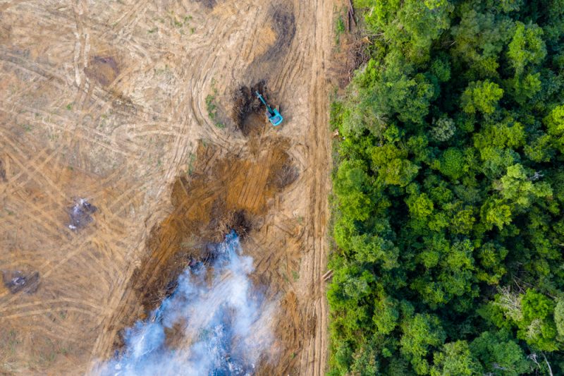 La lutte contre la déforestation liée aux importations de produits agroalimentaires se concrétise en France et Europe