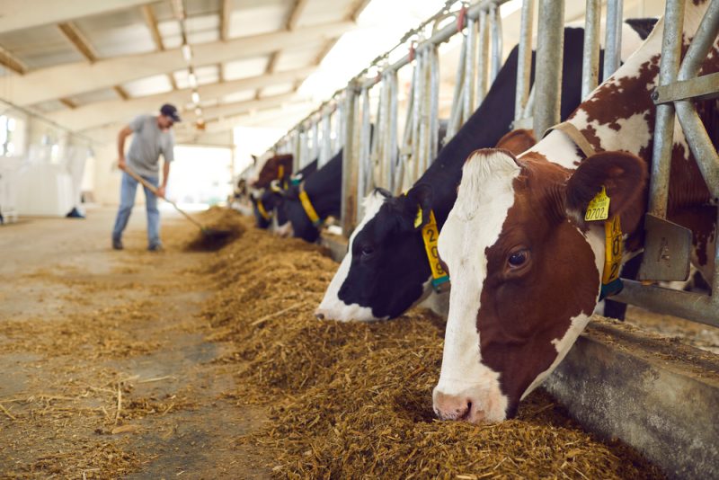 Sommet de l'Élevage : le revenu agricole et la protection du marché européen au coeur des débats