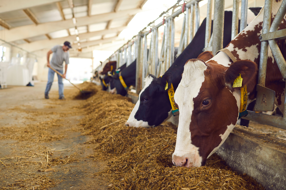 Healthy,Dairy,Cows,Feeding,On,Fodder,Standing,In,Row,Of
