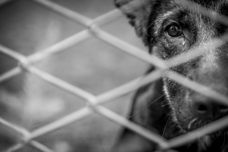 Lutte contre la maltraitance animale : le Sénat adopte une proposition de loi fortement modifiée
