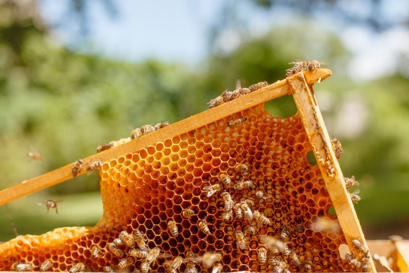 Le million de signatures atteint pour une initiative citoyenne européenne pour les abeilles