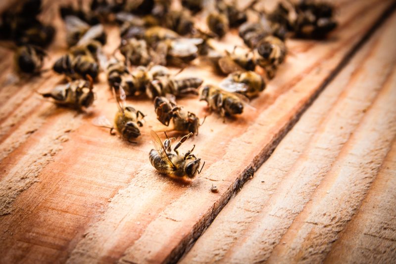 Pesticides : agriculteurs bio et apiculteurs exigent des mesures en urgence