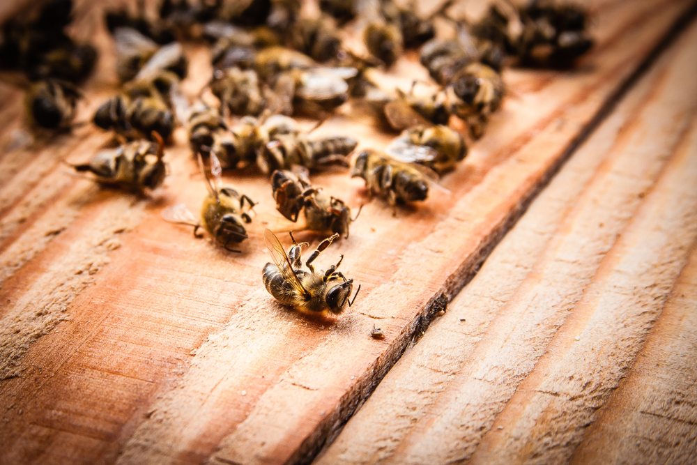 Dead,Bees,On,Wooden,Boards
