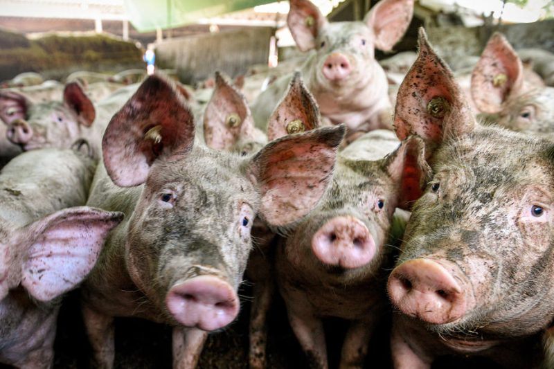 Les pays de l’UE demandent à la Commission d’aider le secteur de la viande porcine en crise