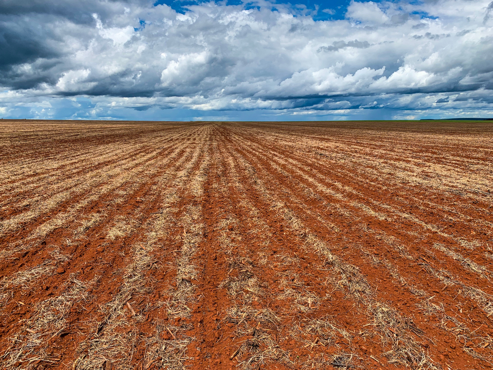 No-till,Corn,Plantation,In,Brazil.