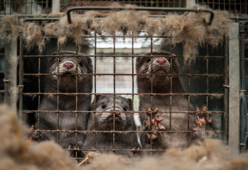 Caged,Mink,From,Farm