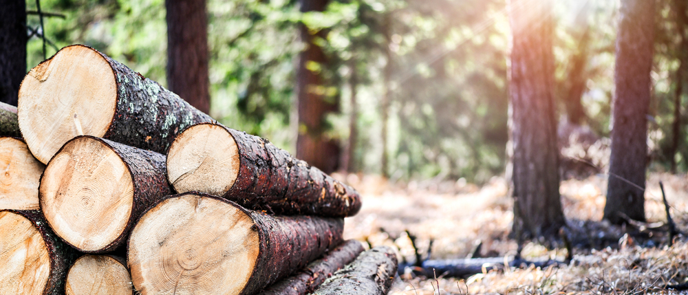 Log,Trunks,Pile,,The,Logging,Timber,Forest,Wood,Industry.,Wide