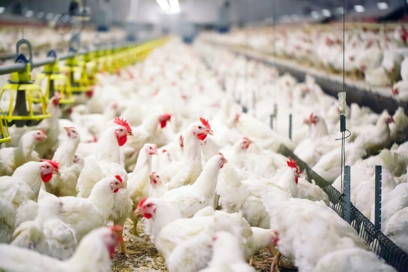 Grippe aviaire : la progression du virus en Europe inquiète la France