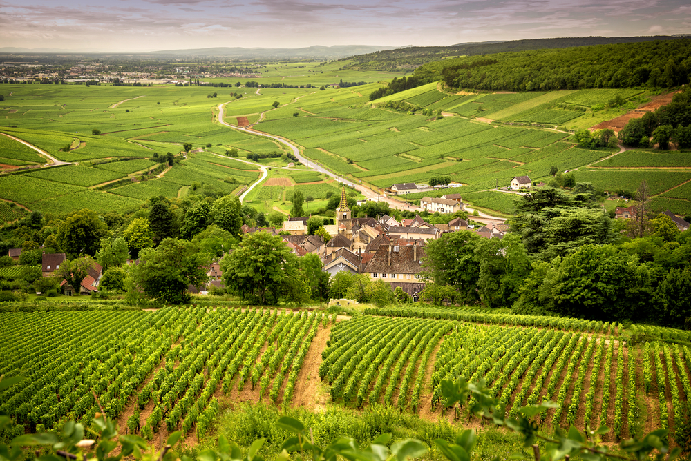 Hills,Covered,With,Vineyards,In,The,Wine,Region,Of,Burgundy,