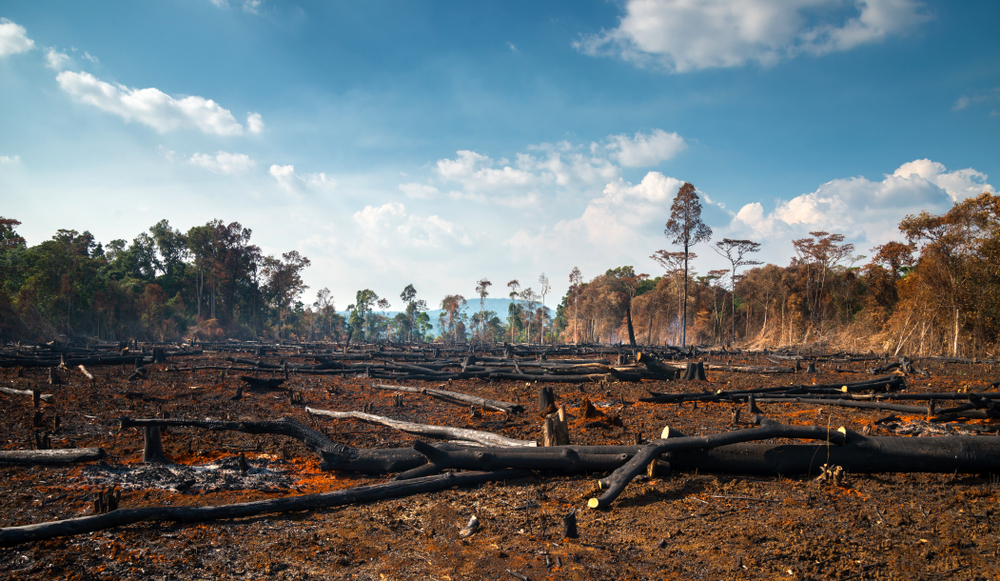 Wood,Cutting,,Burning,Wood,,Destroying,The,Environment.area,Of,Illegal,Deforestation
