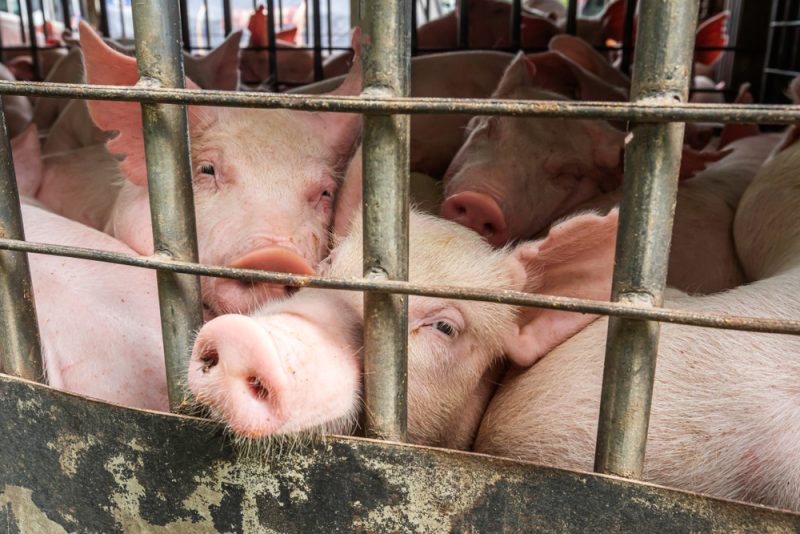 Bien-être animal : vers un renforcement des règles européennes pour le transport d’animaux vivants