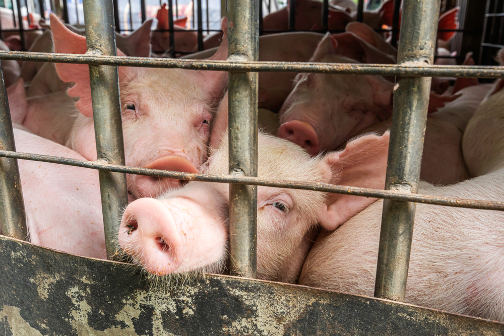 Baby,Piglets,During,Transport,By,Truck