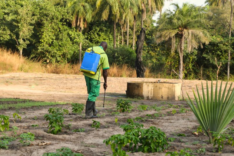 Les agriculteurs africains déconcertés par la position de l’UE sur les résidus de pesticides