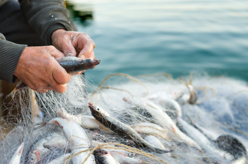 Hands,Take,Fish,Out,Of,A,Net