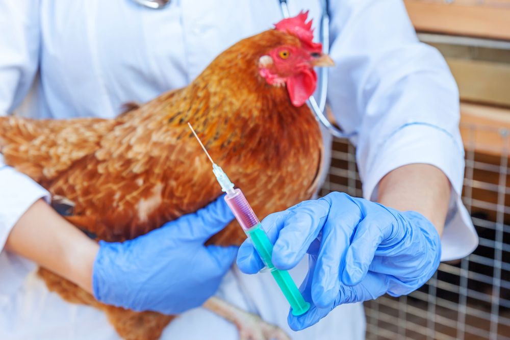 Grippe aviaire : face à la pire épizootie jamais enregistrée en Europe, la question de la vaccination s’impose