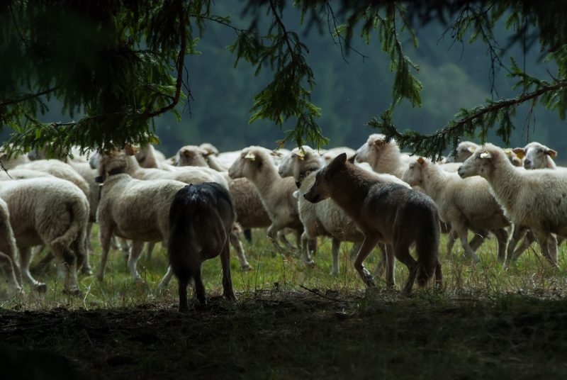 Le retour du « grand méchant » loup fait hurler les agriculteurs européens