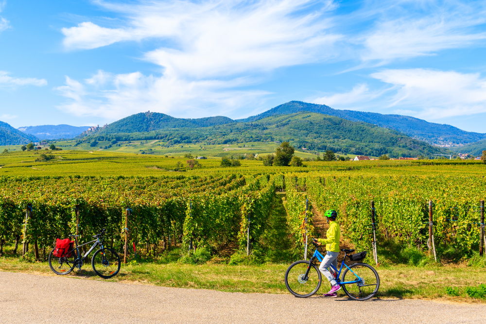 Young,Woman,Cyclist,Stopping,By,Vineyards,On,Alsatian,Wine,Route