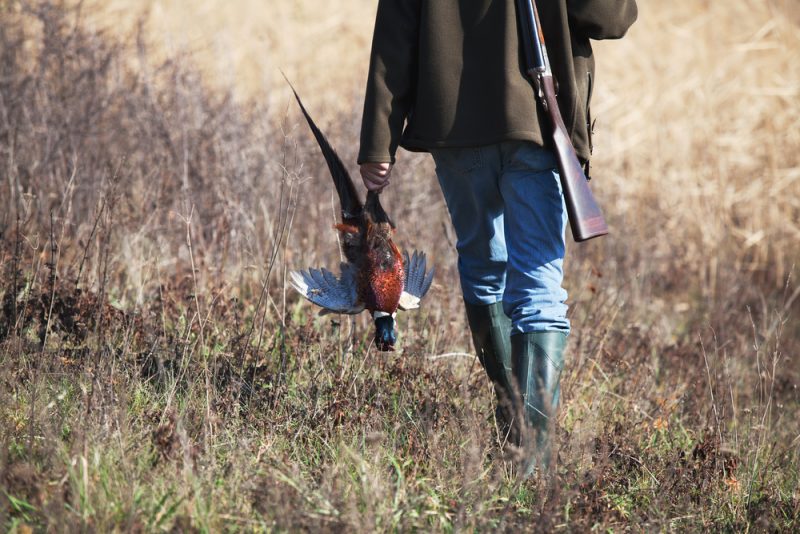 Hausse "inquiétante" de la chasse illégale d'oiseaux à Chypre