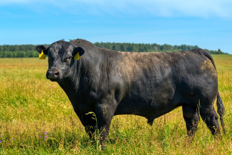 La France va interdire l'importation de viande issue d'élevages utilisant des antibiotiques de croissance