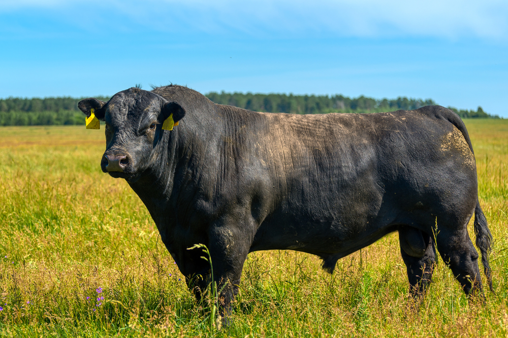 A,Black,Angus,Bull,Stands,On,A,Green,Grassy,Field.