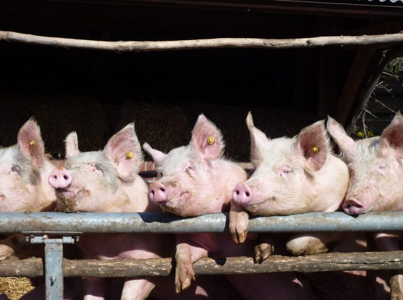 Le Parlement européen approuve un rapport sur le bien-être animal, ouvrant ainsi la voie à de nouvelles règles européennes
