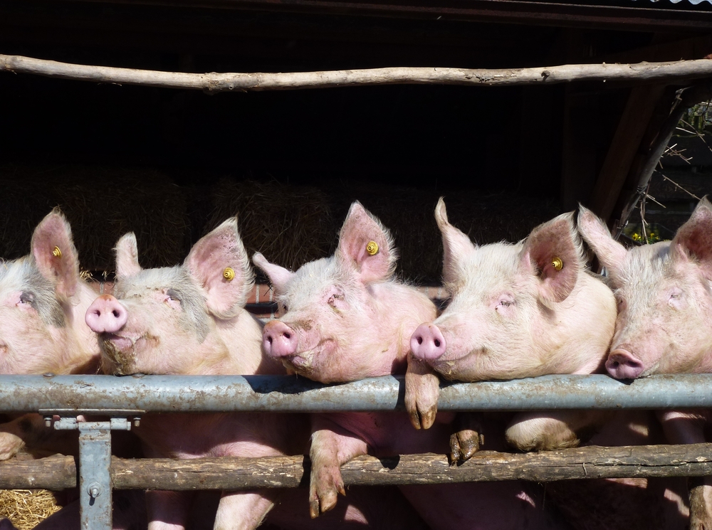 Young,Chattering,Pigs,On,The,Gate,Of,Their,Stable,Waiting