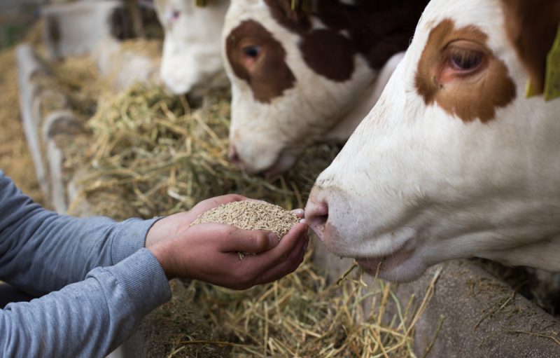 La consommation « invisible » de soja lié à la déforestation se cacherait dans les produits d’origine animale
