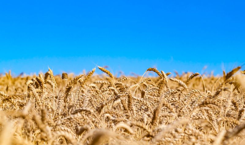 L’Ukraine limite l’exportation de denrées alimentaires essentielles alors que la sécurité alimentaire de l’UE inquiète de plus en plus