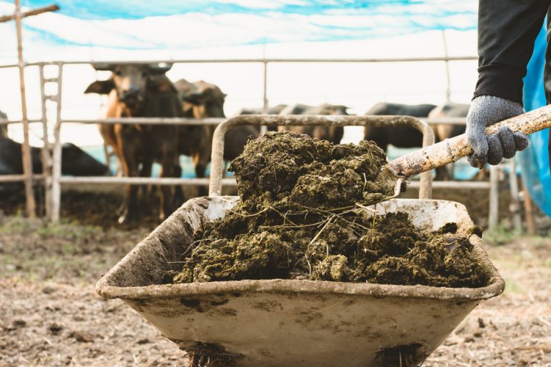 La Commission poussée à assouplir les règles relatives à l’utilisation des nitrates dans l’agriculture