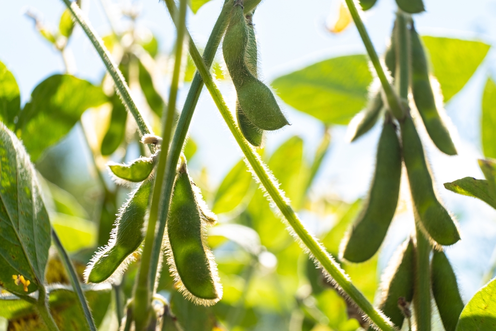 Green,Soybeans,Seed,Crop,Plant,Summer,Background.