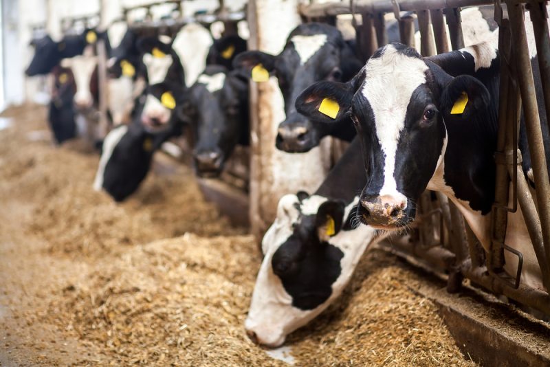 Les législateurs européens demandent à la Commission de mettre fin à la promotion de la viande