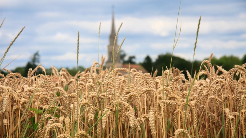 Energie, matière premières, engrais : les impacts de la guerre sur l’agriculture française