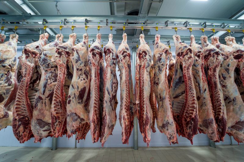 L'abattage des animaux : la boîte noire de l’élevage industriel