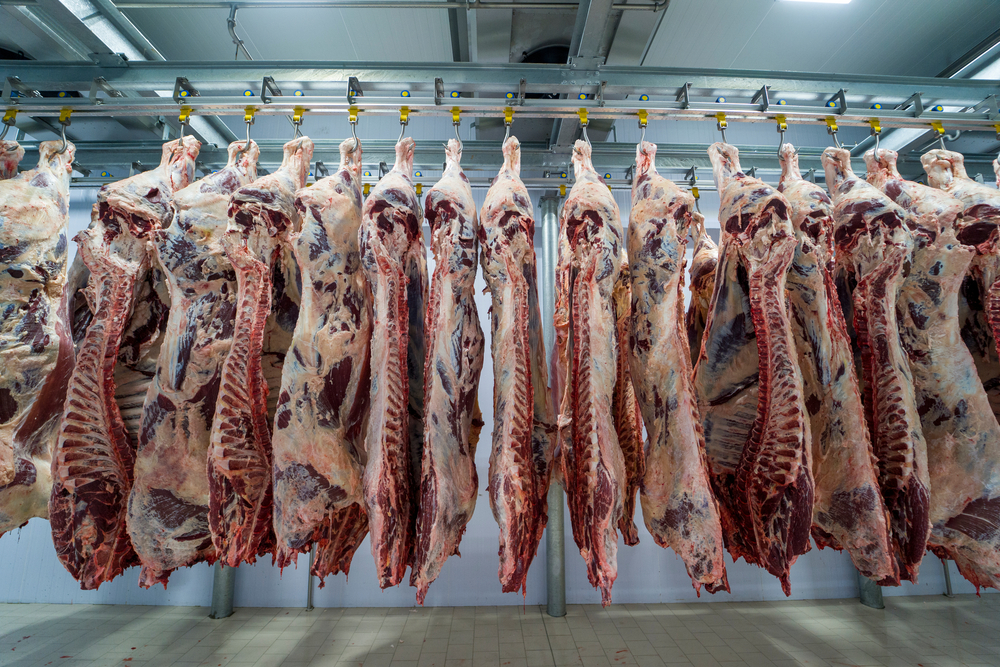 Carcass,Meat,In,Cold,Storage,Room.,Industrial,Meat,Production,Line.