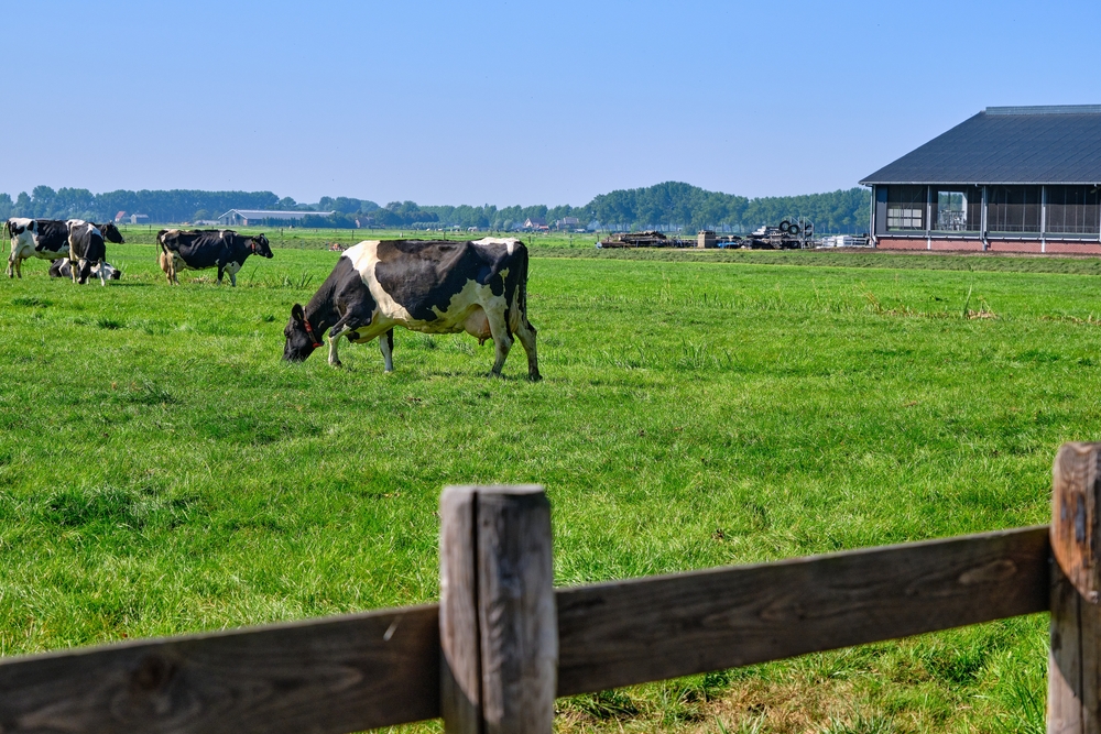 The,Netherlands,sep,8,2021-cows,In,Pasture,With,Farm,In,The,Background.