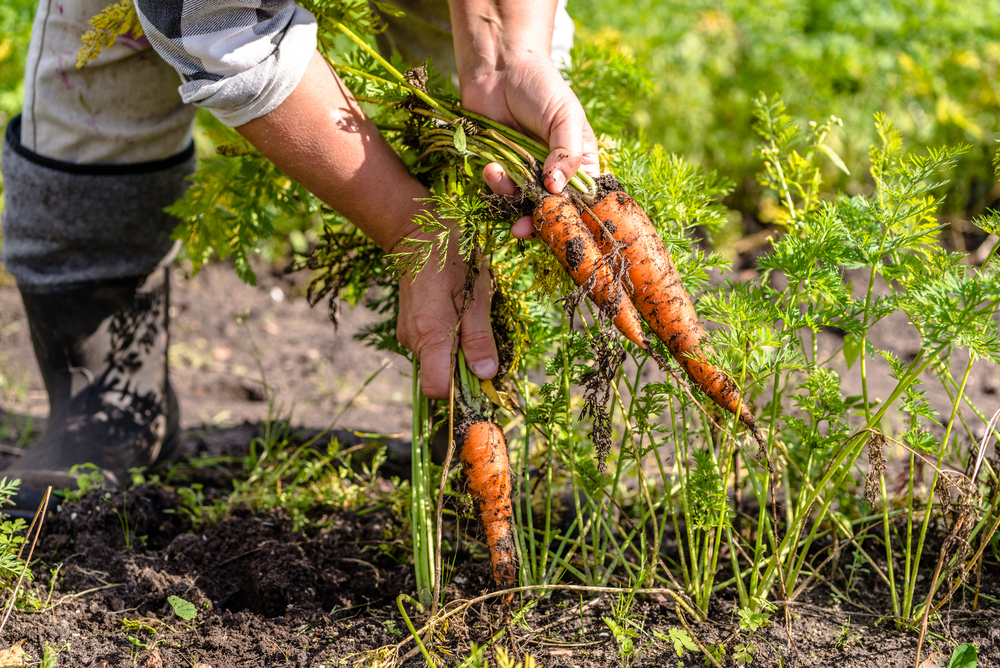 Farmer,On,Field,Picking,Carrots,,Organic,Vegetable,Garden,,Autumn,Harvest