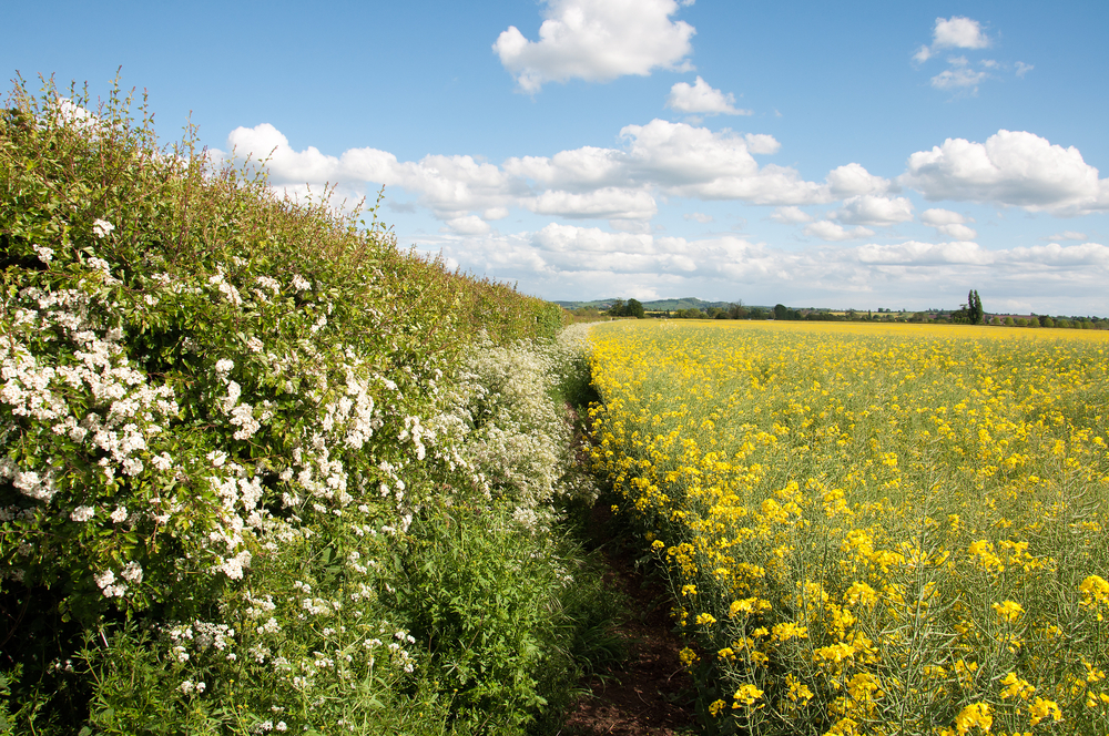 Yellow,Fields,Of,Canola,By,A,Hedgerow,In,A,Summertime