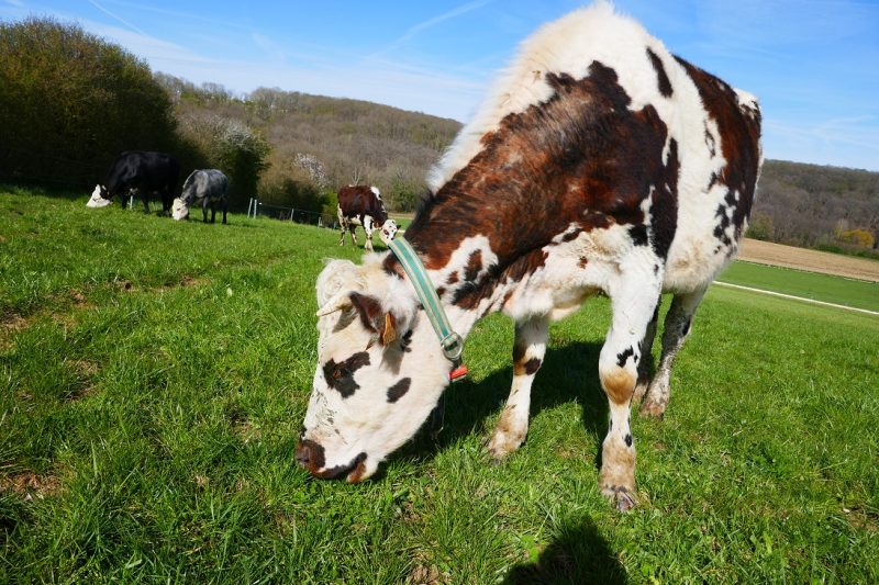 Le plus grand campus agricole du monde expérimente l’élevage du futur