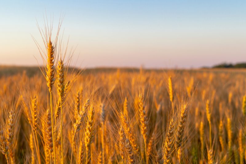 Céréales russes : "au lieu de livrer à l'international, on remplit nos réserves", dit un syndicat