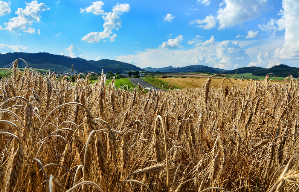 Grain,In,The,Field,,Beautiful,Landscape,In,Slovakia